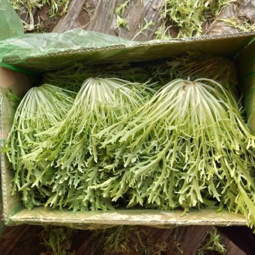 精品苦菊