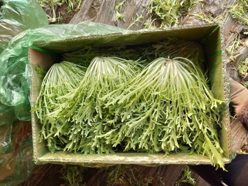 精品苦菊