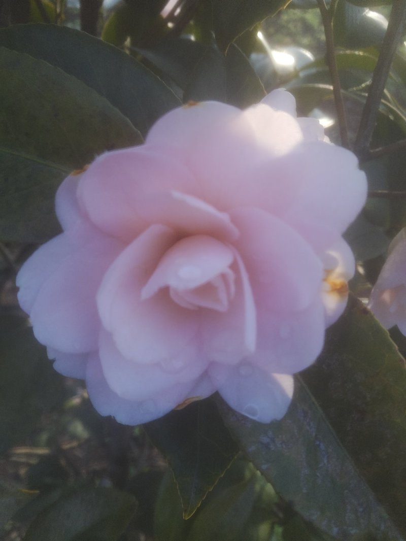 茶花树50~80cm