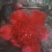 茶花树50~80cm