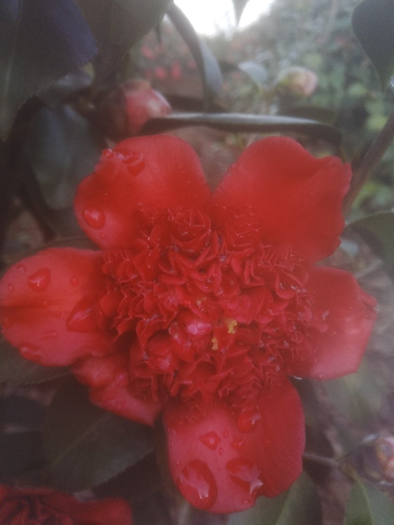茶花树50~80cm