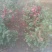 茶花树50~80cm