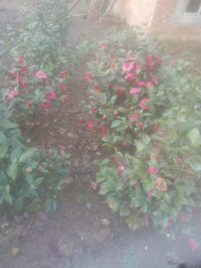 茶花树50~80cm