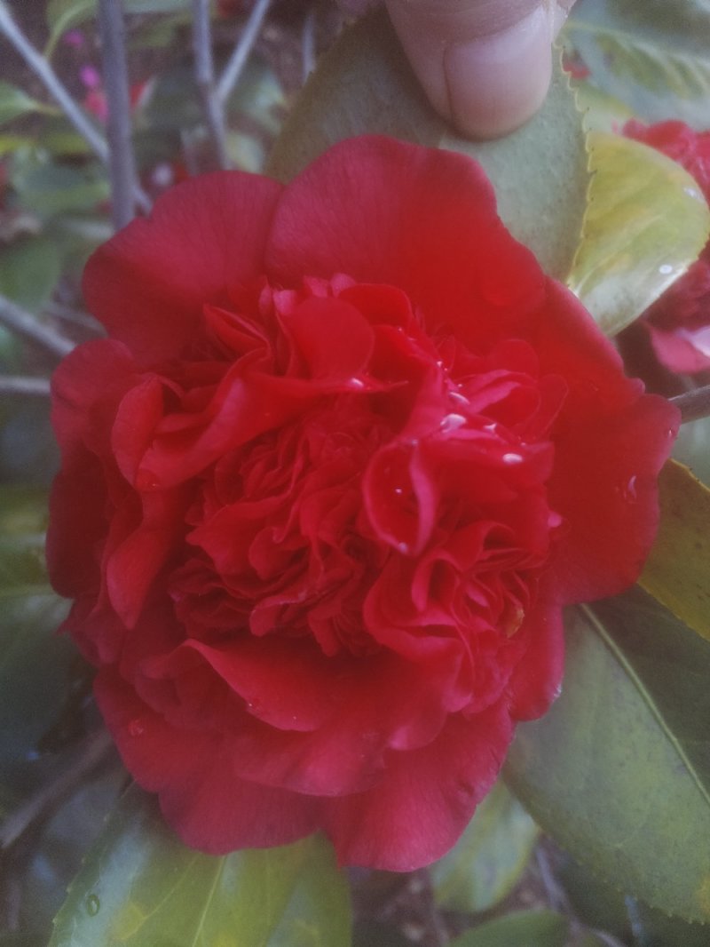 茶花树50~80cm