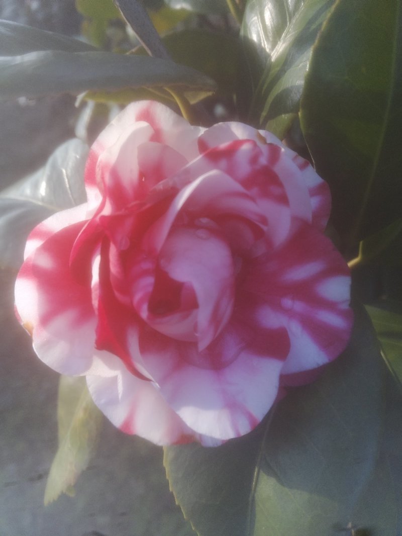 茶花树50~80cm