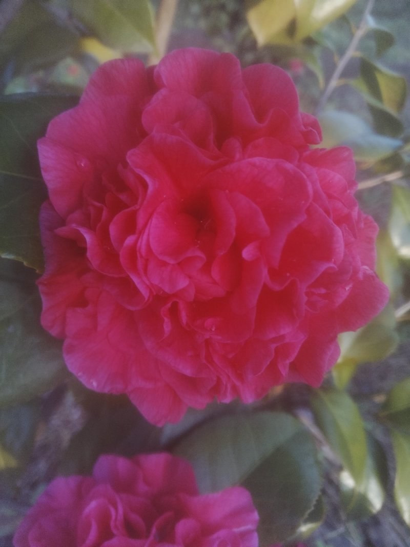 茶花树50~80cm