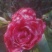茶花树50~80cm