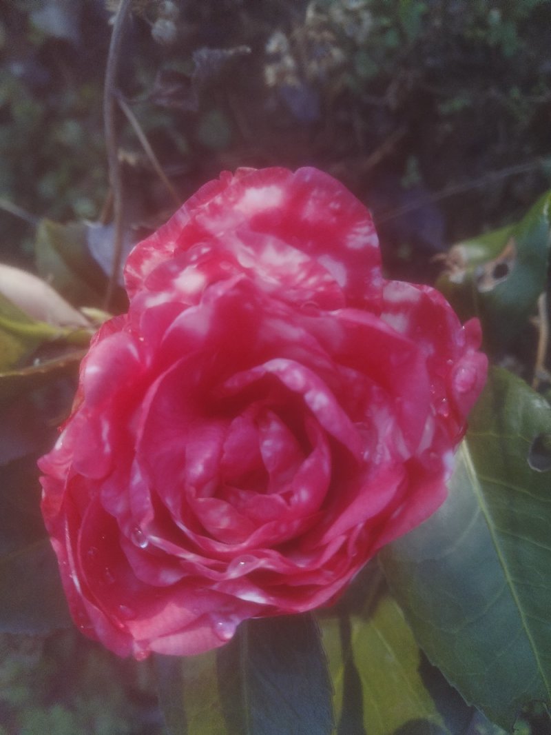 茶花树50~80cm