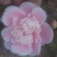 茶花树50~80cm