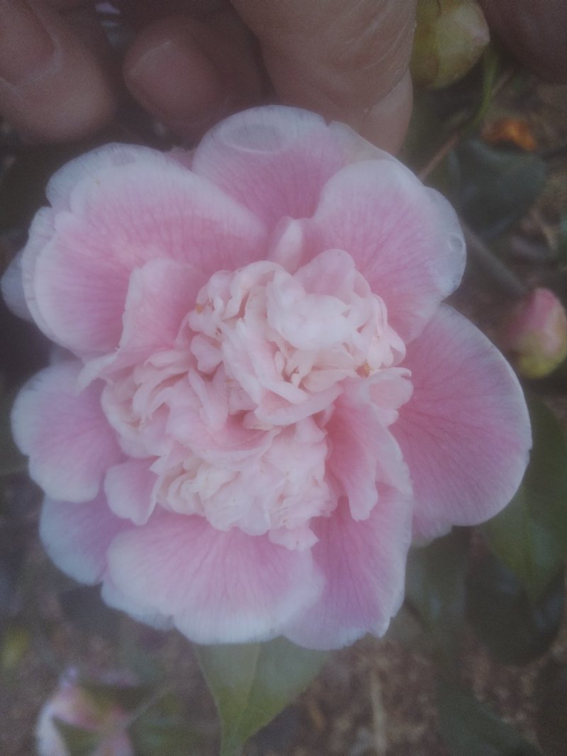 茶花树50~80cm