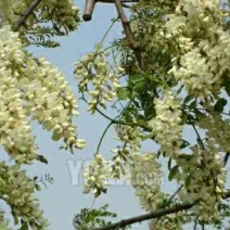 百分百纯蜂蜜