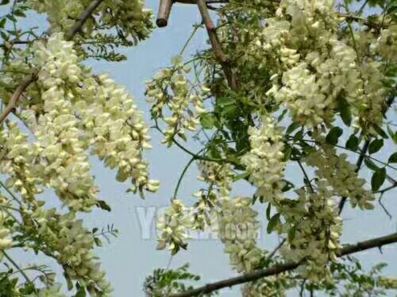 百分百纯蜂蜜