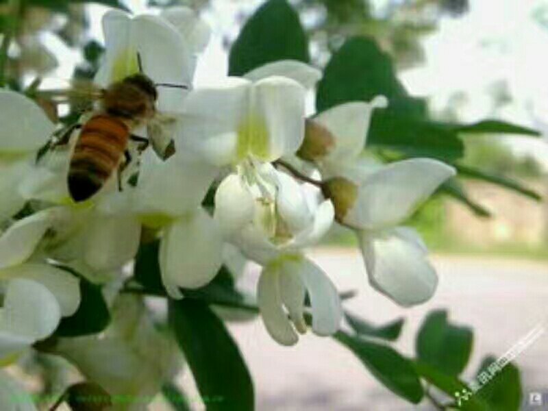 百分百纯蜂蜜