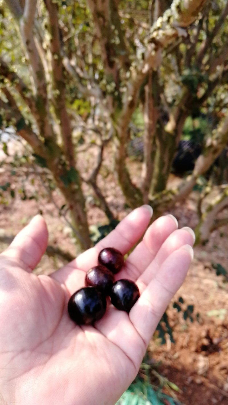 嘉宝果树苗，树葡萄苗，基地直发，大量现货品种纯正