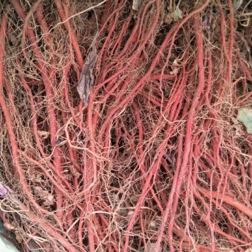 丹参苗质优价廉