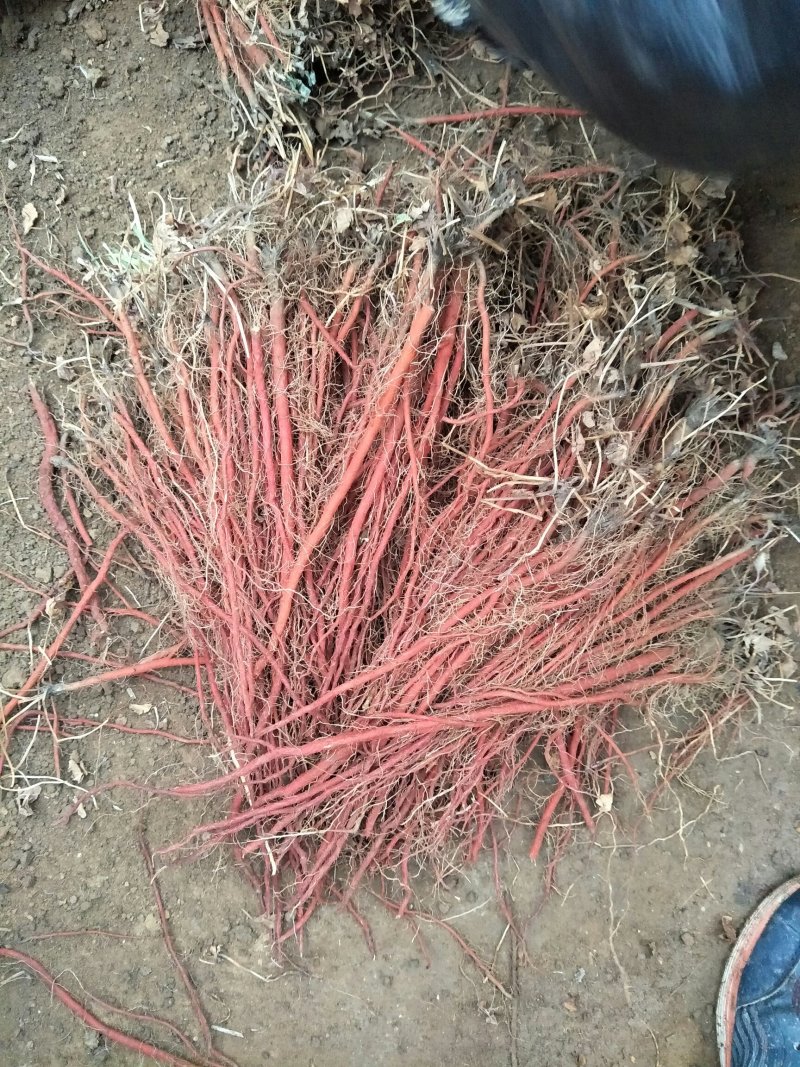 丹参苗质优价廉