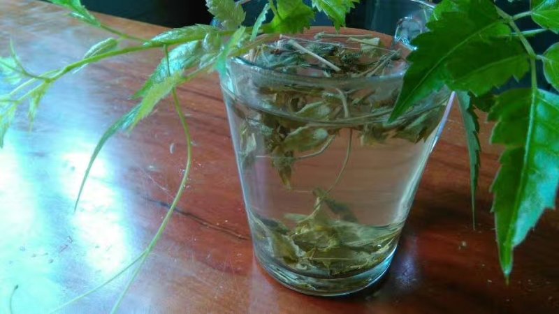 野生藤茶