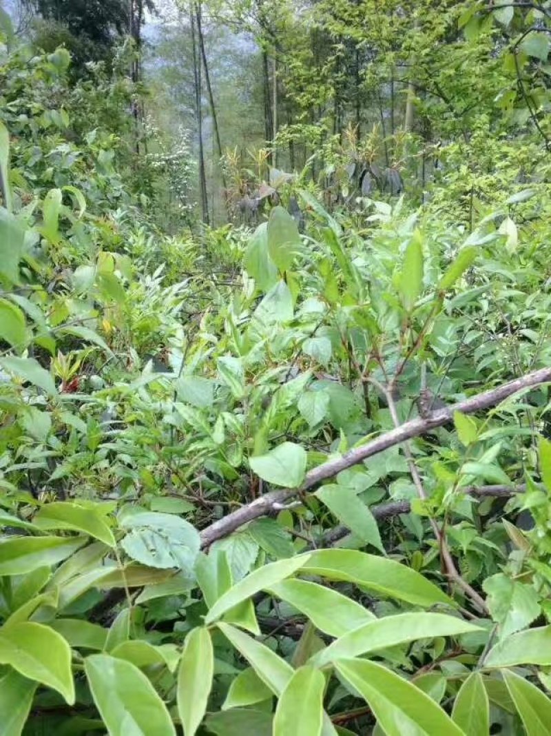 野生藤茶