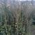 红豆杉，地径2-3公分，高1米5-2米以上