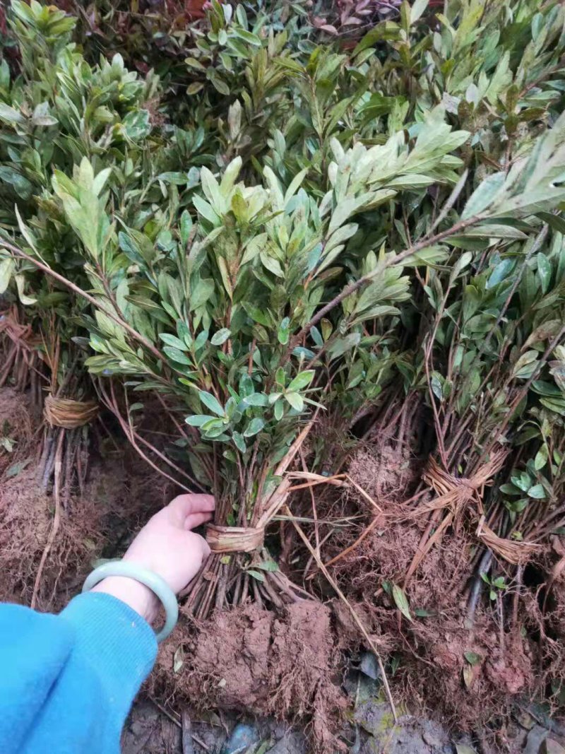 毛杜鹃，杜鹃苗