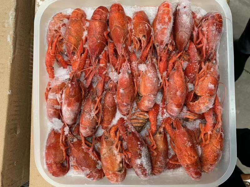 潜江小龙虾清水冻虾(678)