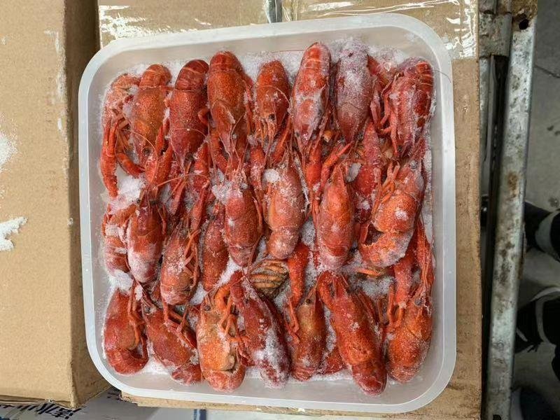 潜江小龙虾清水冻虾(678)