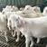 进口白山羊肉奶兼用羊大体型繁殖多一年两胎一胎3-4只