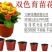 花盆育苗盆营养钵育苗杯双色盆
