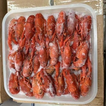 潜江小龙虾清水冻虾(炮头)