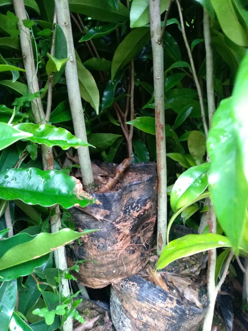 黄泥杯沉香苗