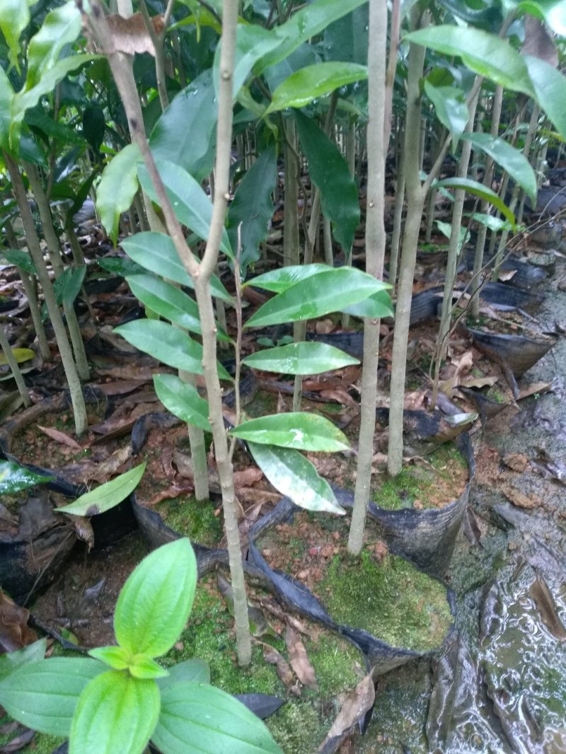 黄泥杯沉香苗
