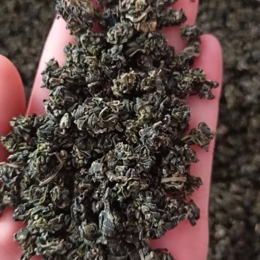枸杞芽茶