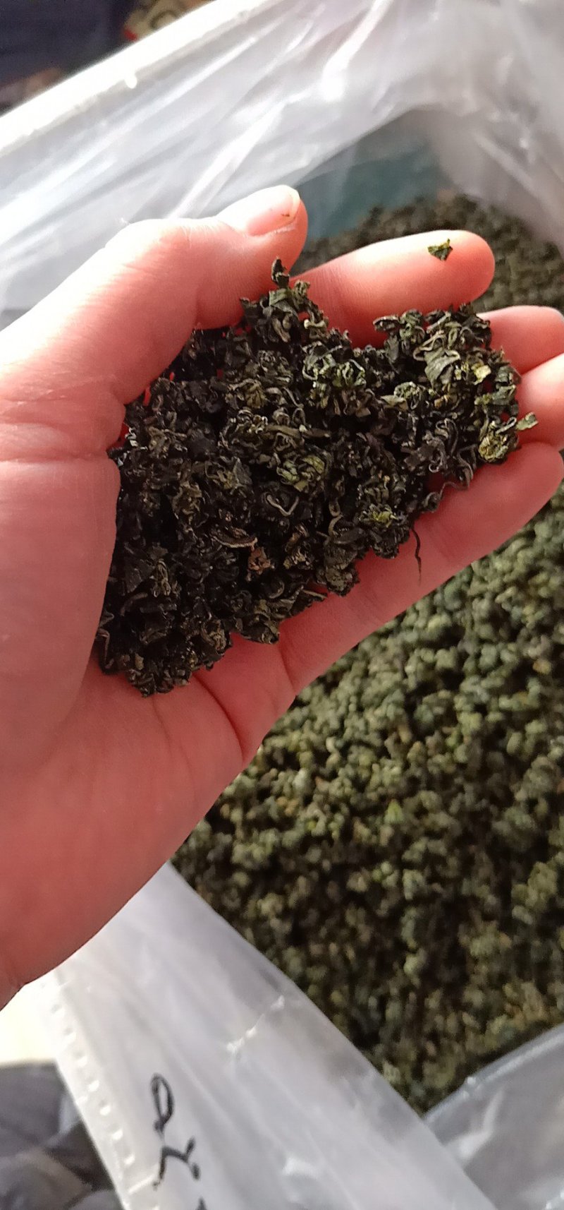 枸杞芽茶