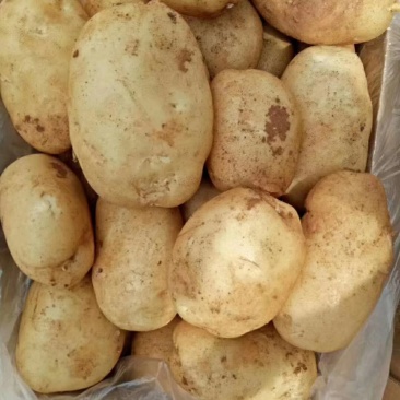 云南高原土豆利薯土豆个头大颜色好口感好。