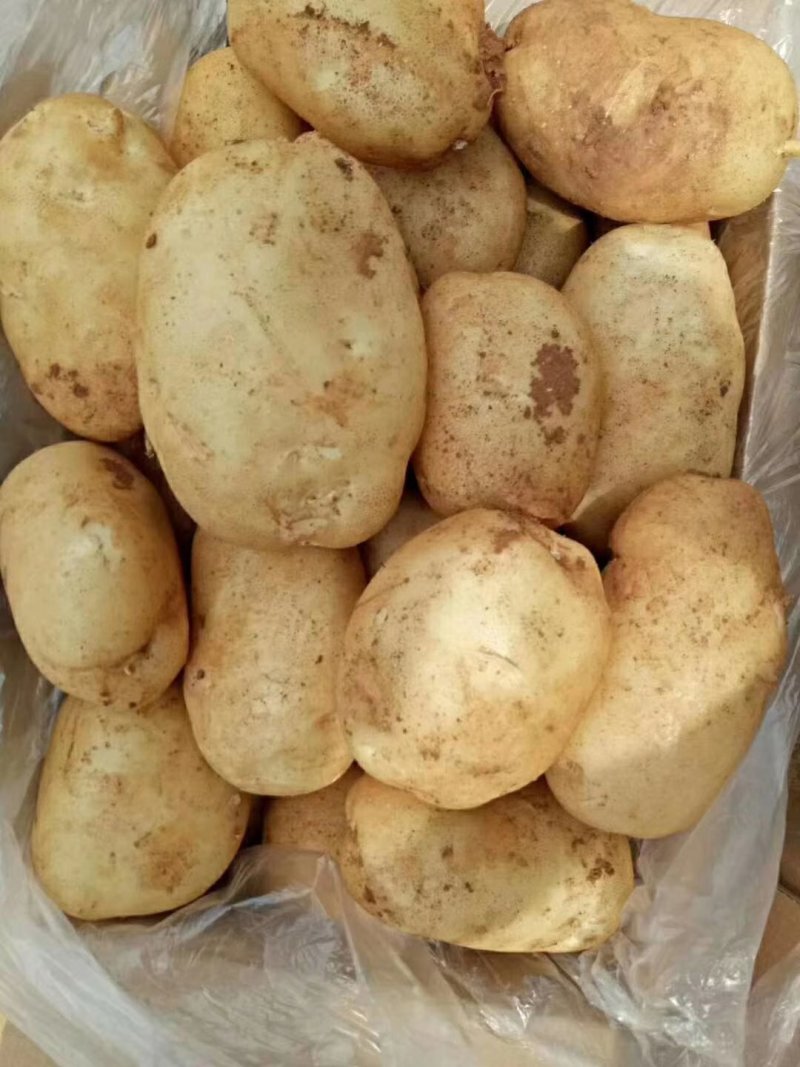 云南高原土豆利薯土豆个头大颜色好口感好。