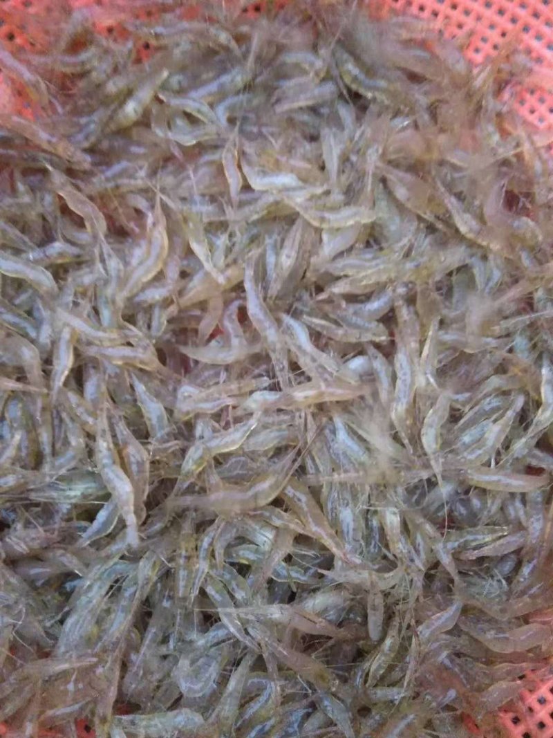 河虾。。小黄鱼