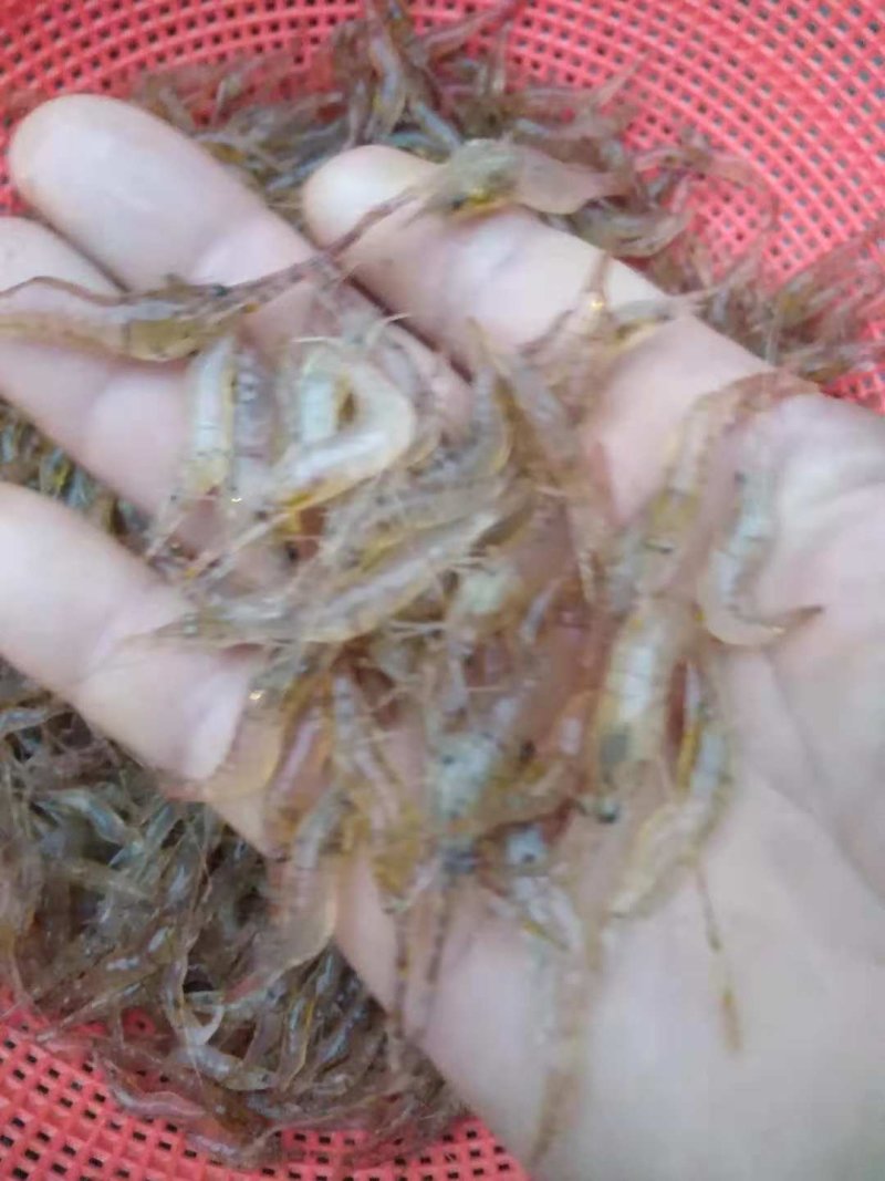 河虾。。小黄鱼