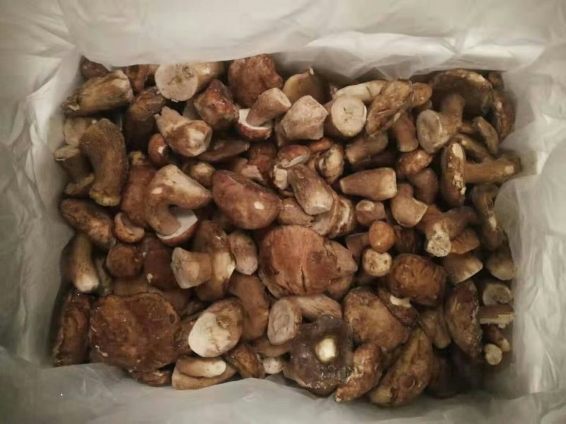 美味牛肝菌冻品全国批发零售
