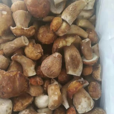 美味牛肝菌冻品全国批发零售