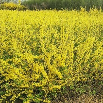 连翘小苗.绿化苗木多年丛生连翘.黄老虎.工程树苗基地直供