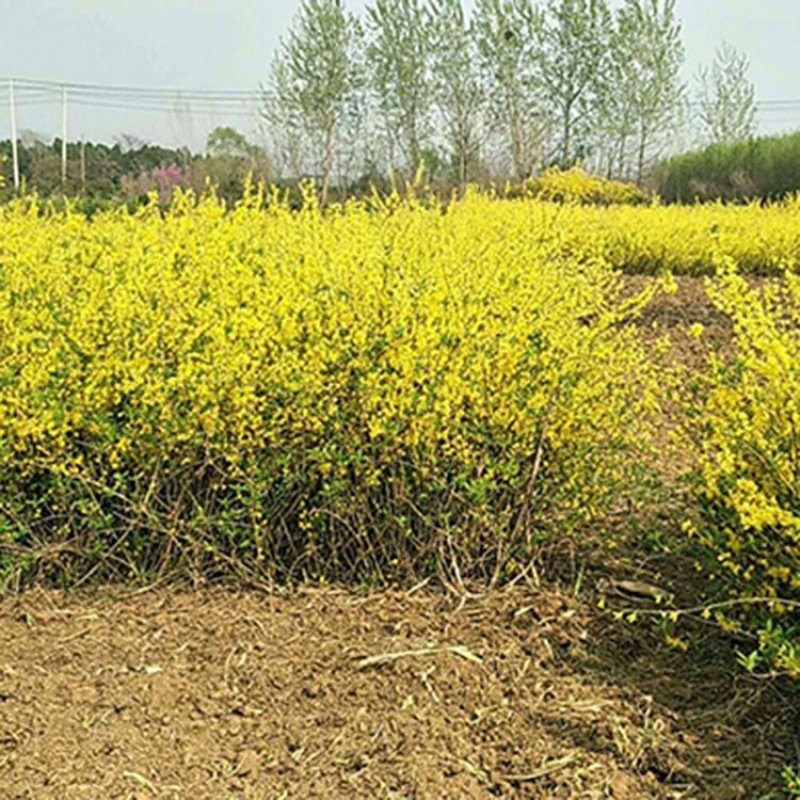 连翘小苗.绿化苗木多年丛生连翘.黄老虎.工程树苗基地直供