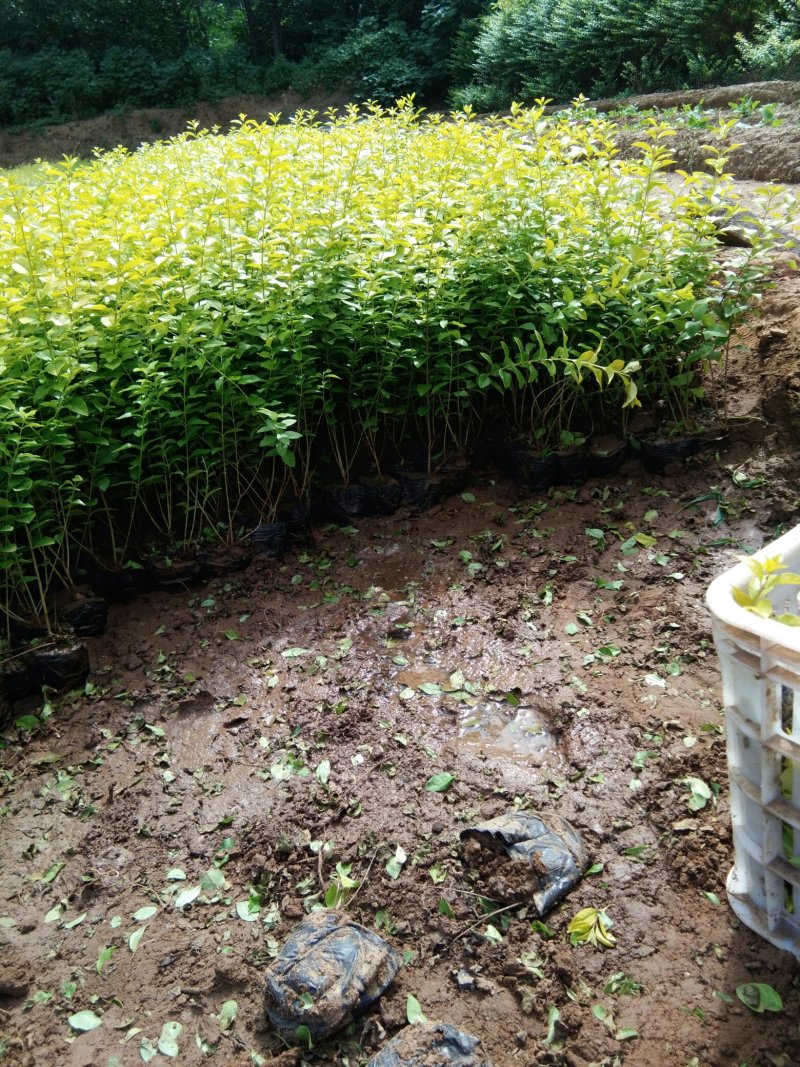 绿化苗木(各种地被色块类绿化苗木)