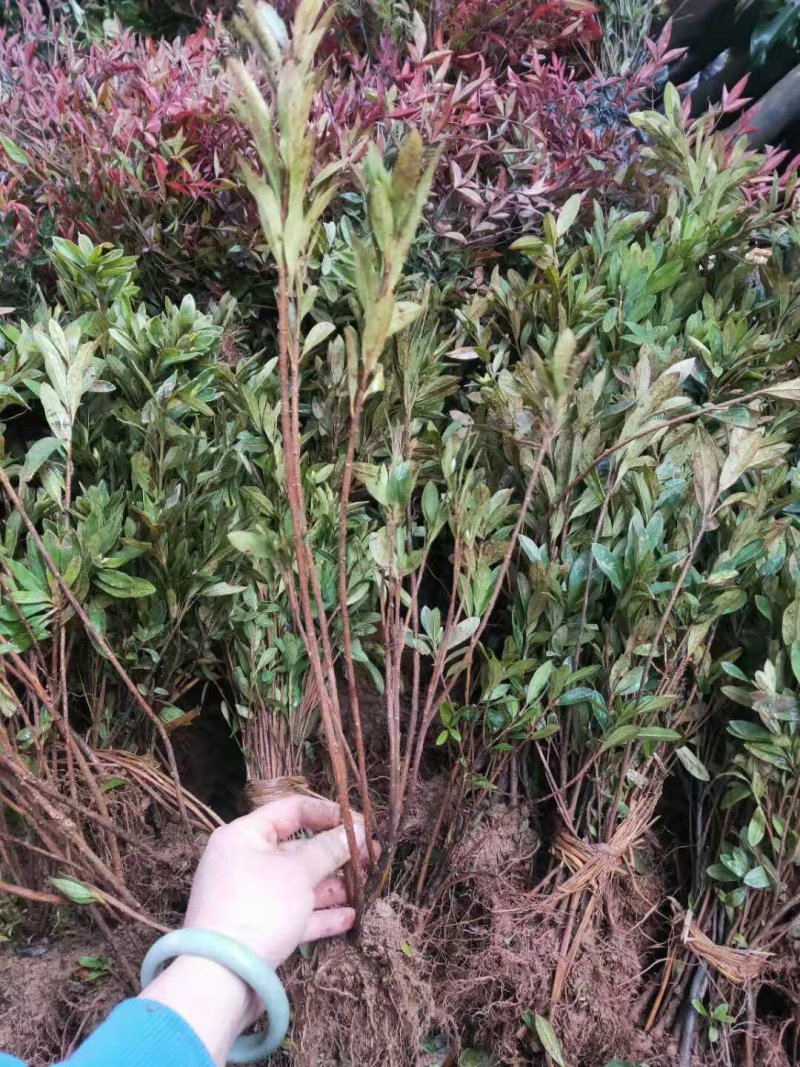 毛鹃苗，杜鹃苗，
