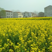 襄阳本地菜籽，无污染，山地出油香，