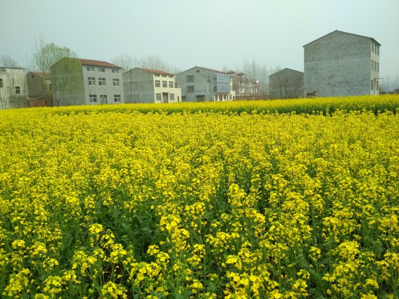 襄阳本地菜籽，无污染，山地出油香，