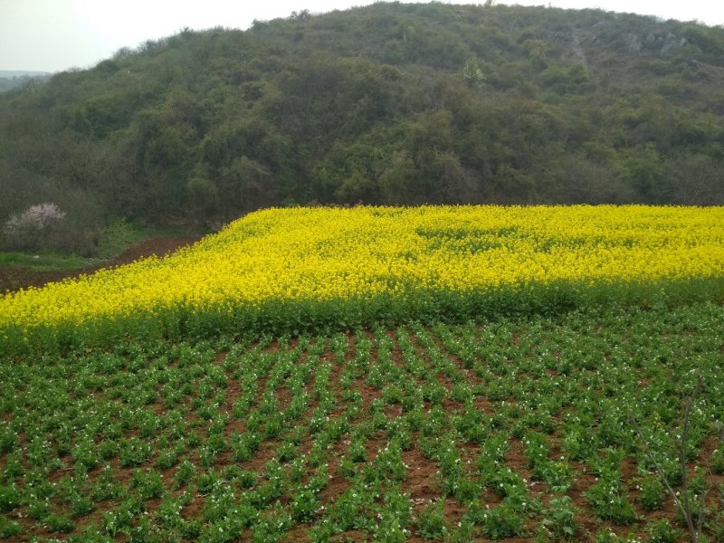 襄阳本地菜籽，无污染，山地出油香，