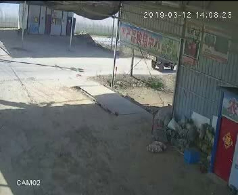 徐州，圆包菜，甘蓝上市