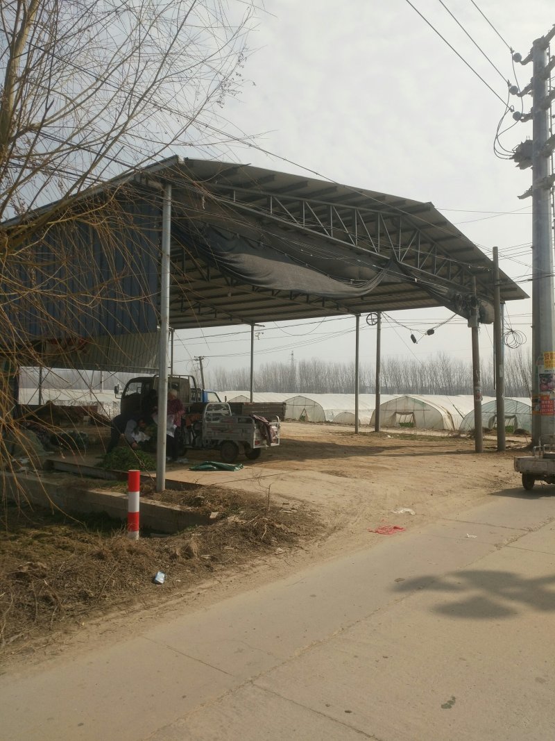 徐州，圆包菜，甘蓝上市