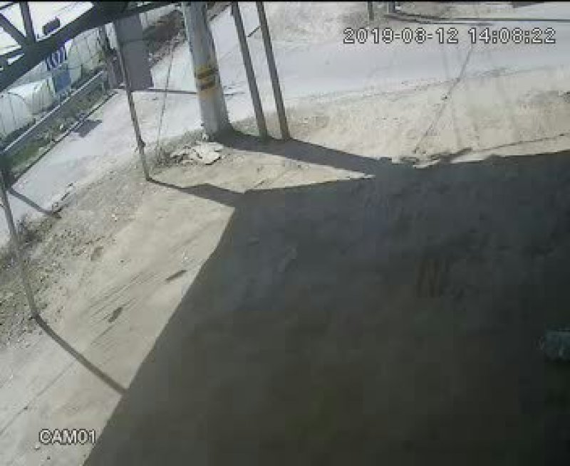 徐州，圆包菜，甘蓝上市