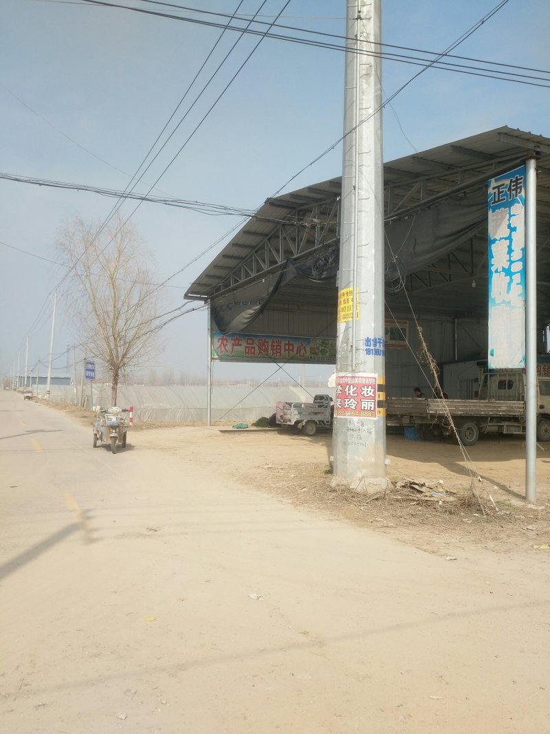 徐州，圆包菜，甘蓝上市